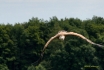 Tierwelt